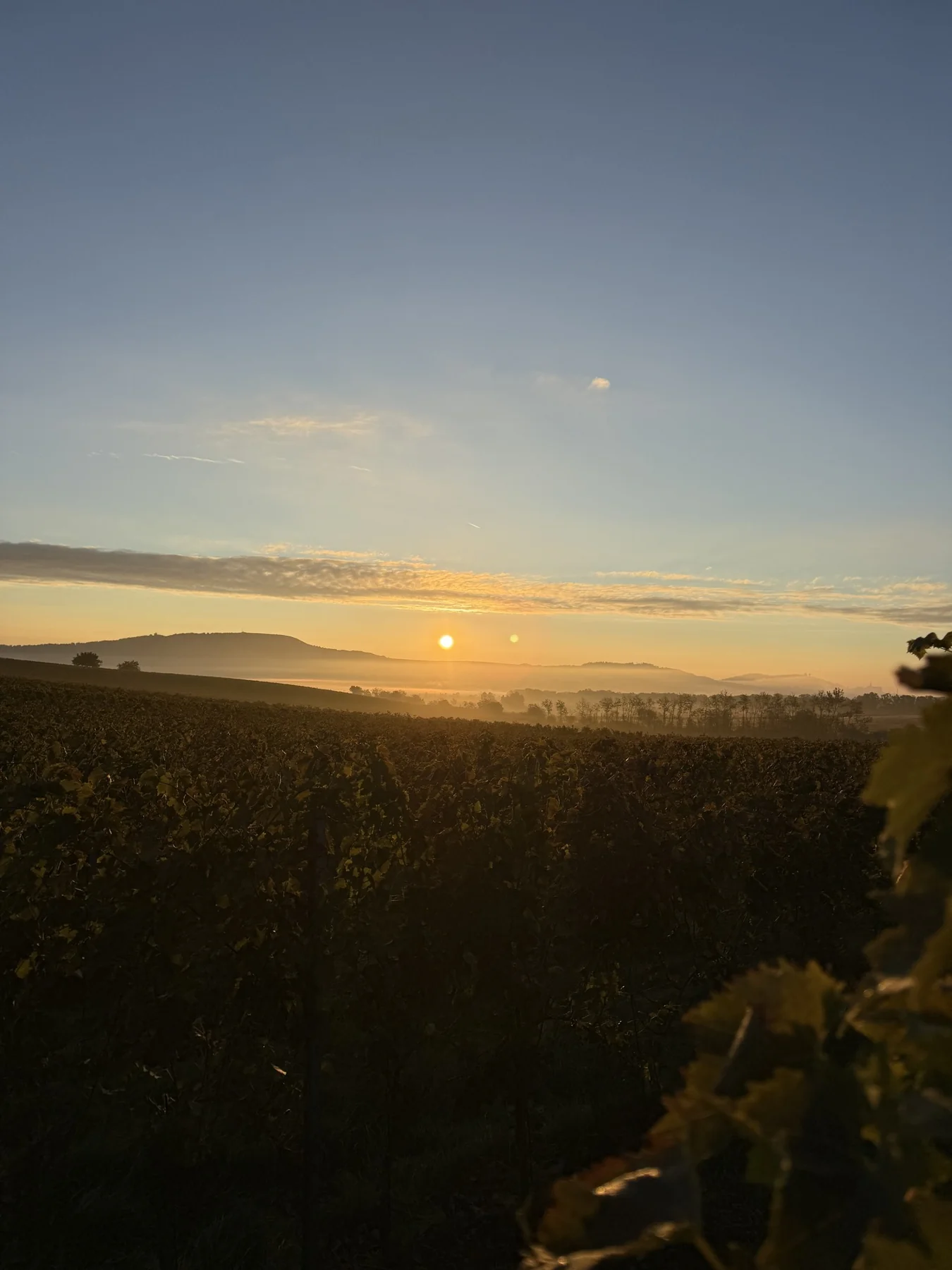 Ranní slunce nad vinohradem.