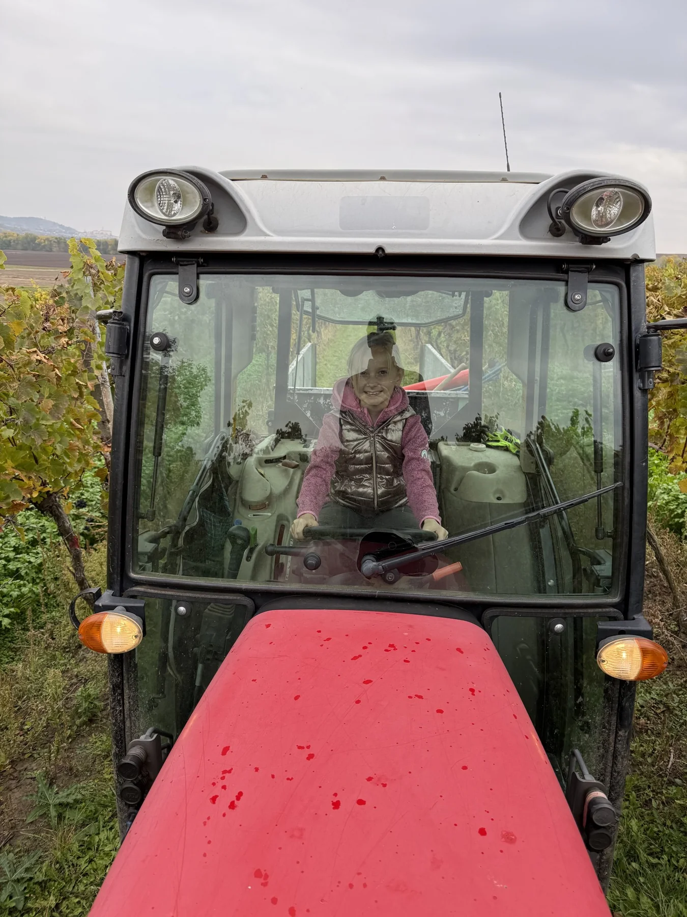 Traktor a člověk v kabině mezi řádky vinice.